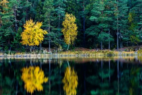 Autumn trees Stock Photos