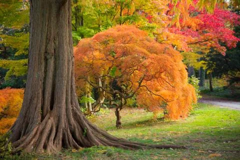 Autumn Trees Stock Photos