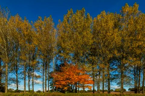 Autumn trees Фото