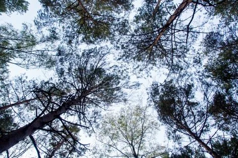Autumn trees Stock Photos