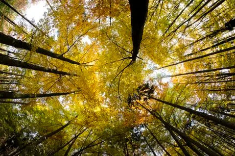 Autumn trees Stock Photos
