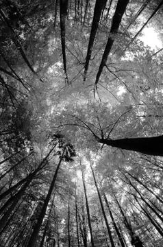 Autumn trees Stock Photos