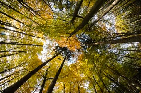 Autumn trees Stock Photos