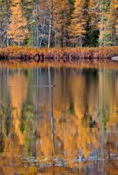 Autumn Trees Stock Photos