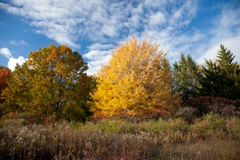 Autumn Trees Photos