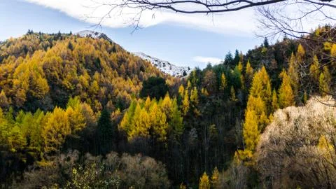 Autumn Trees 库存照片