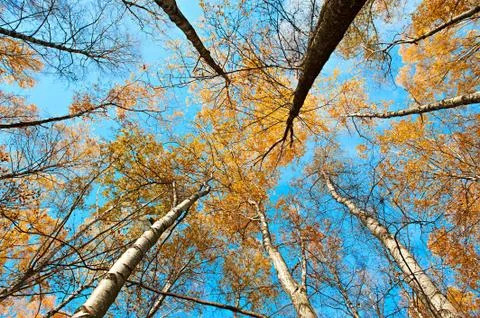 Autumn trees Stock Photos