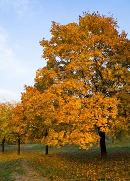 Autumn trees Stock Photos