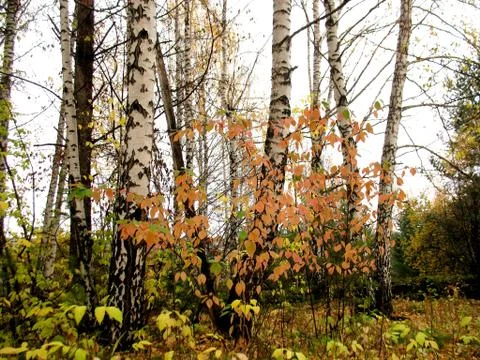 Autumn trees Stock Photos