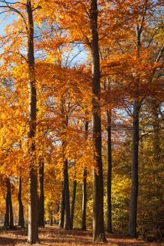 Autumn trees Foto stock