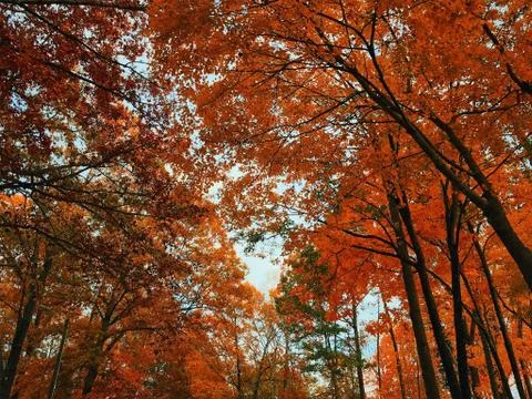Autumn Trees Stock Photos