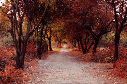 Autumn trees Foto stock