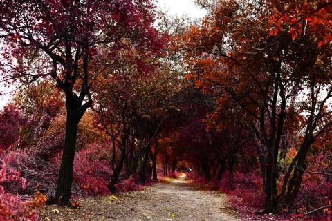 Autumn trees Foto stock