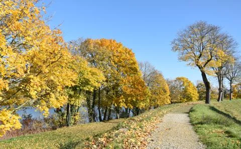 Autumn trees Stock Photos