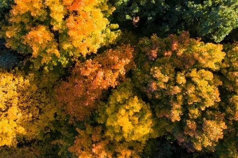 Autumn trees Foto stock