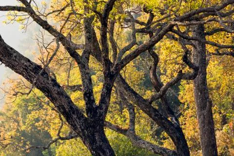 Autumn Trees 스톡 사진