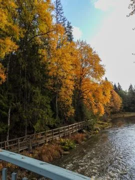 Autumn trees Stock Photos