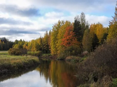 Autumn trees Stock Photos