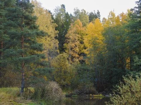 Autumn trees Stock Photos