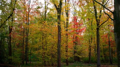 Autumn trees Stock Photos
