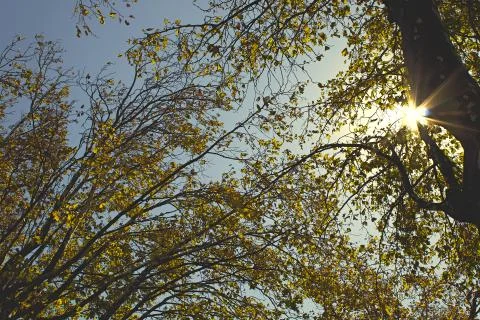 Autumn Trees Stock Photos