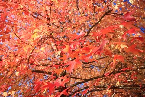 Autumn in trees Stock Photos