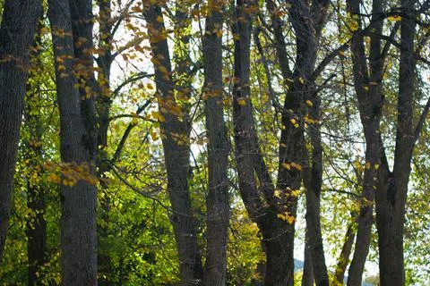 Autumn trees Stock Photos