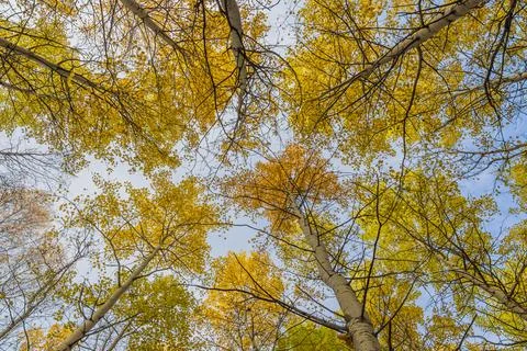 Autumn trees. Foto stock