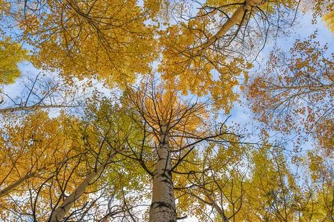 Autumn trees. Stock Photos