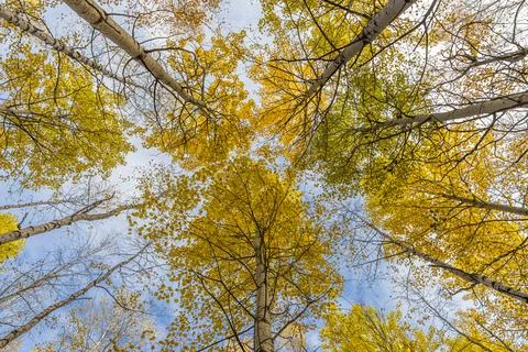 Autumn trees. Stock Photos