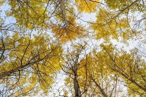 Autumn trees. Stock Photos