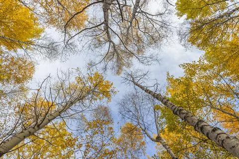 Autumn trees. Stock Photos