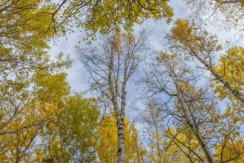 Autumn trees. Stock Photos