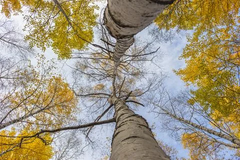 Autumn trees. Stock Photos