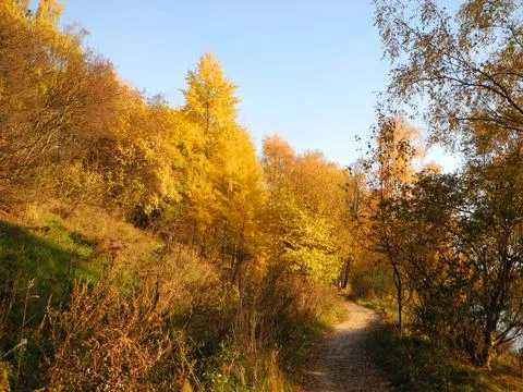 Autumn trees Stock-Fotos