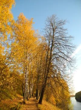 Autumn trees Foto stock