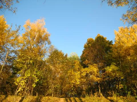 Autumn trees Foto stock