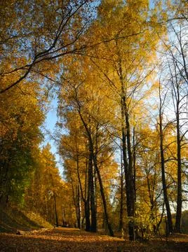 Autumn trees Stock Photos