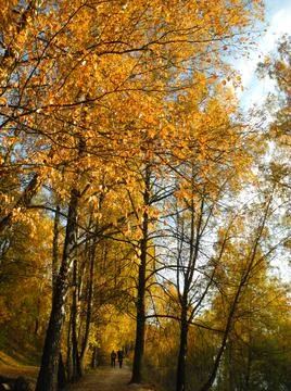 Autumn trees Stock Photos