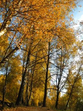 Autumn trees Stock Photos