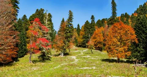 Autumn trees 스톡 사진