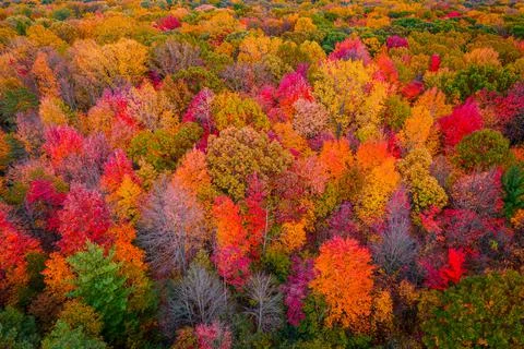 Autumn Trees Фото