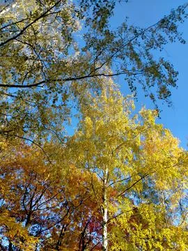 Autumn trees Stock Photos
