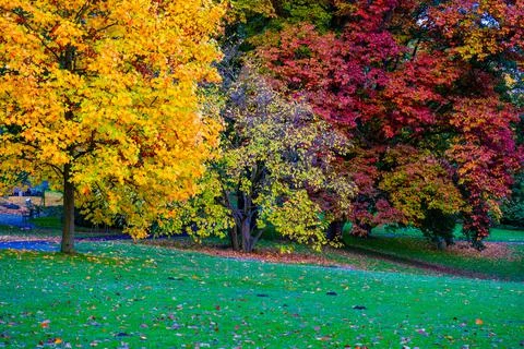 Autumn trees Stock Photos