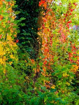 Autumn trees Foto stock
