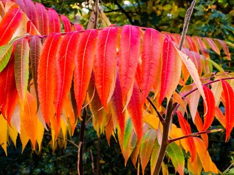 Autumn trees Stock Photos
