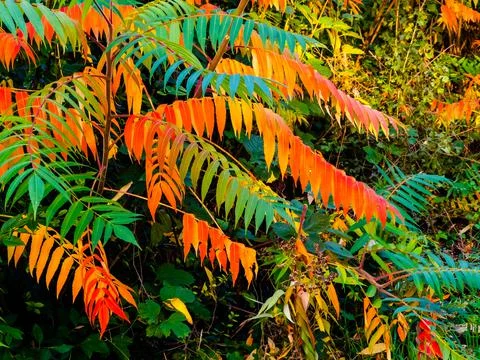 Autumn trees Stock Photos