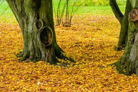 Autumn trees Stock Photos