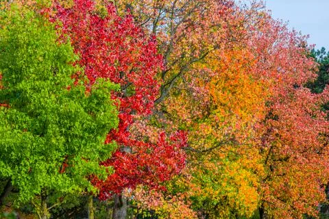Autumn trees Stock Photos