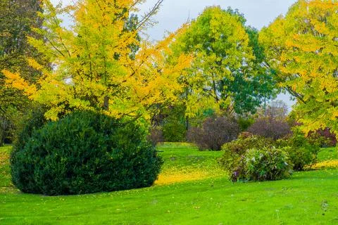 Autumn trees Stock Photos